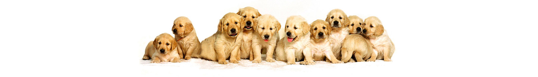 pets3 pets3
